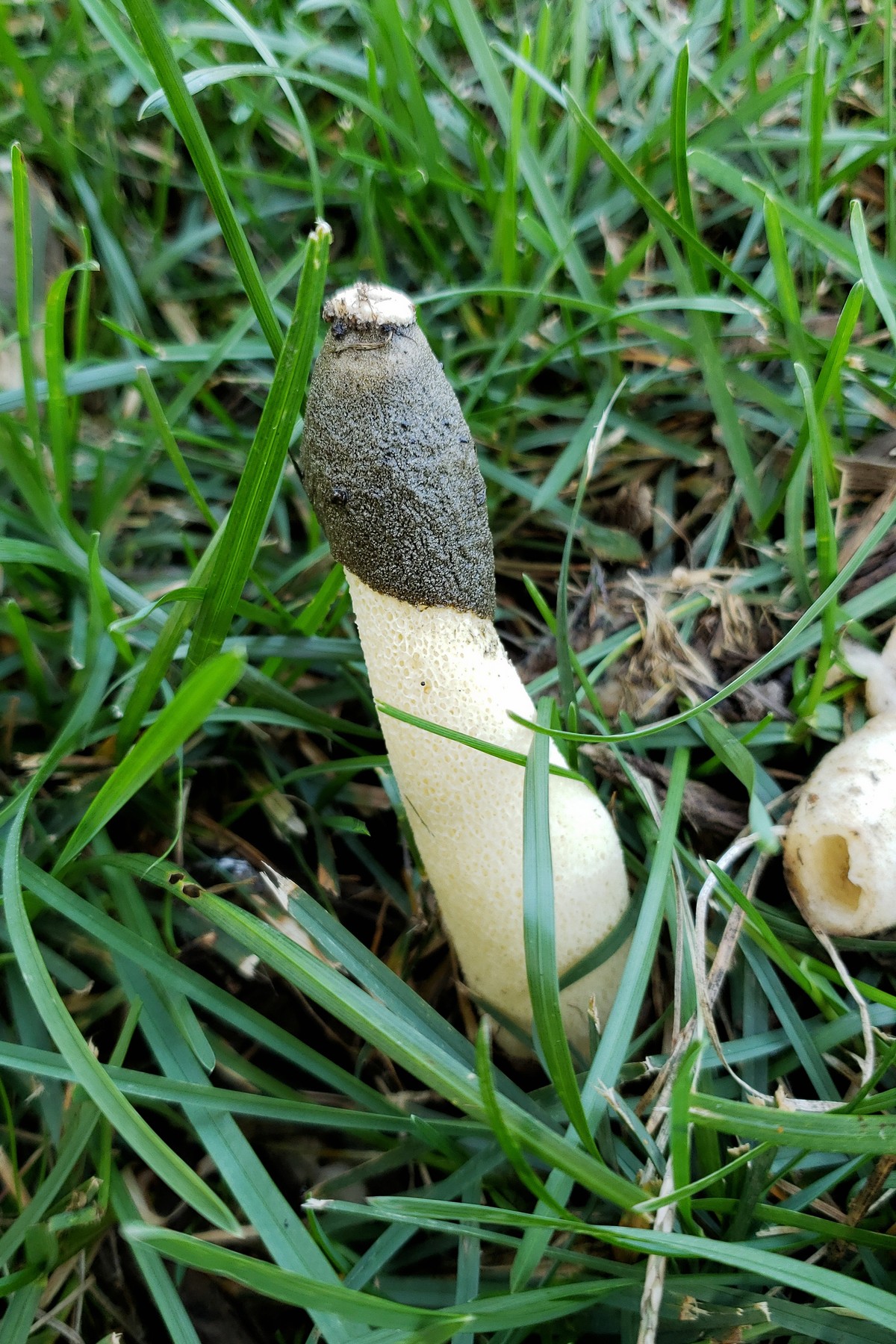 201909301823006 Ravenel's Stinkhorn (Phallus ravenelii) - Rochester, Oakland Co, Michigan.jpg