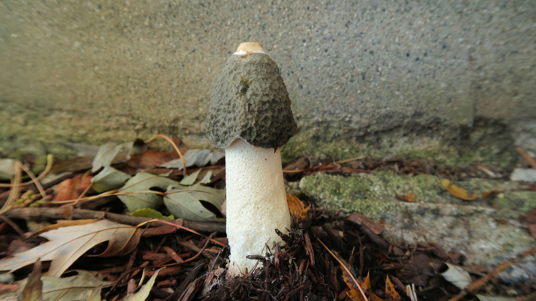 201910281118002 Ravenel's Stinkhorn (Phallus ravenelii) - Rochester, Oakland Co, MI.JPG