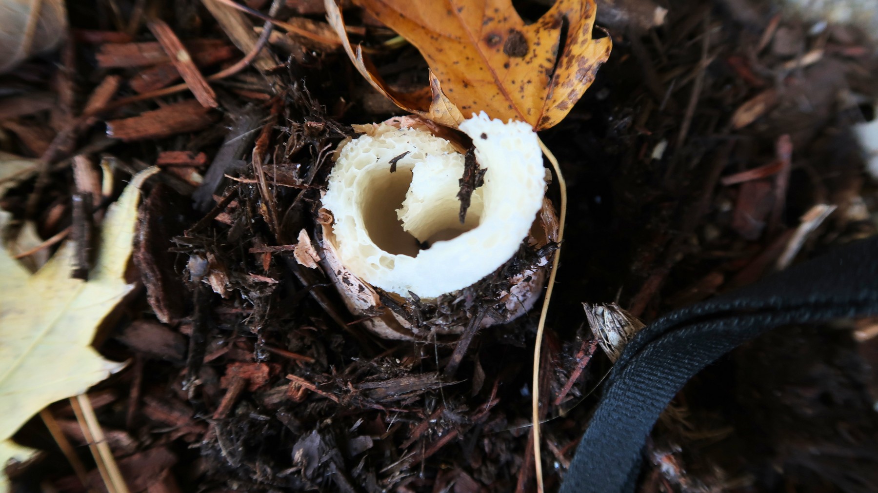 201910281119011 Ravenel's Stinkhorn (Phallus ravenelii) - Rochester, Oakland Co, MI.JPG