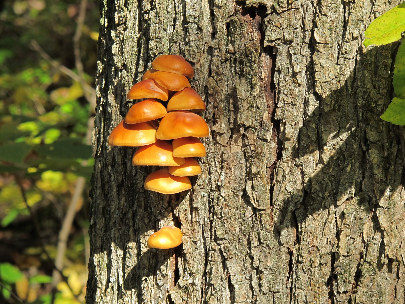 201110091145001  Velvet Foot (Flammulina velutipes) orange mushroom on a hardwood tree - Bald Mountain RA, Oakland Co, MI.JPG