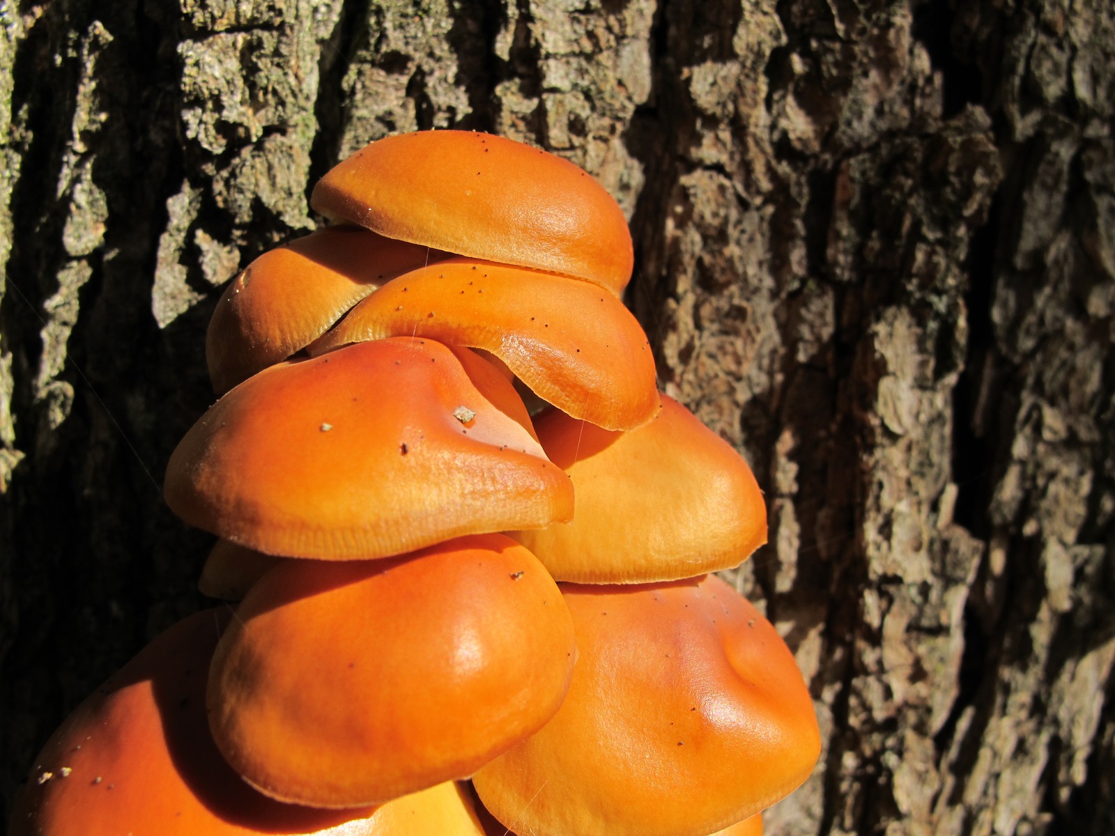 201110091145003  Velvet Foot (Flammulina velutipes) orange mushroom on a hardwood tree - Bald Mountain RA, Oakland Co, MI.JPG