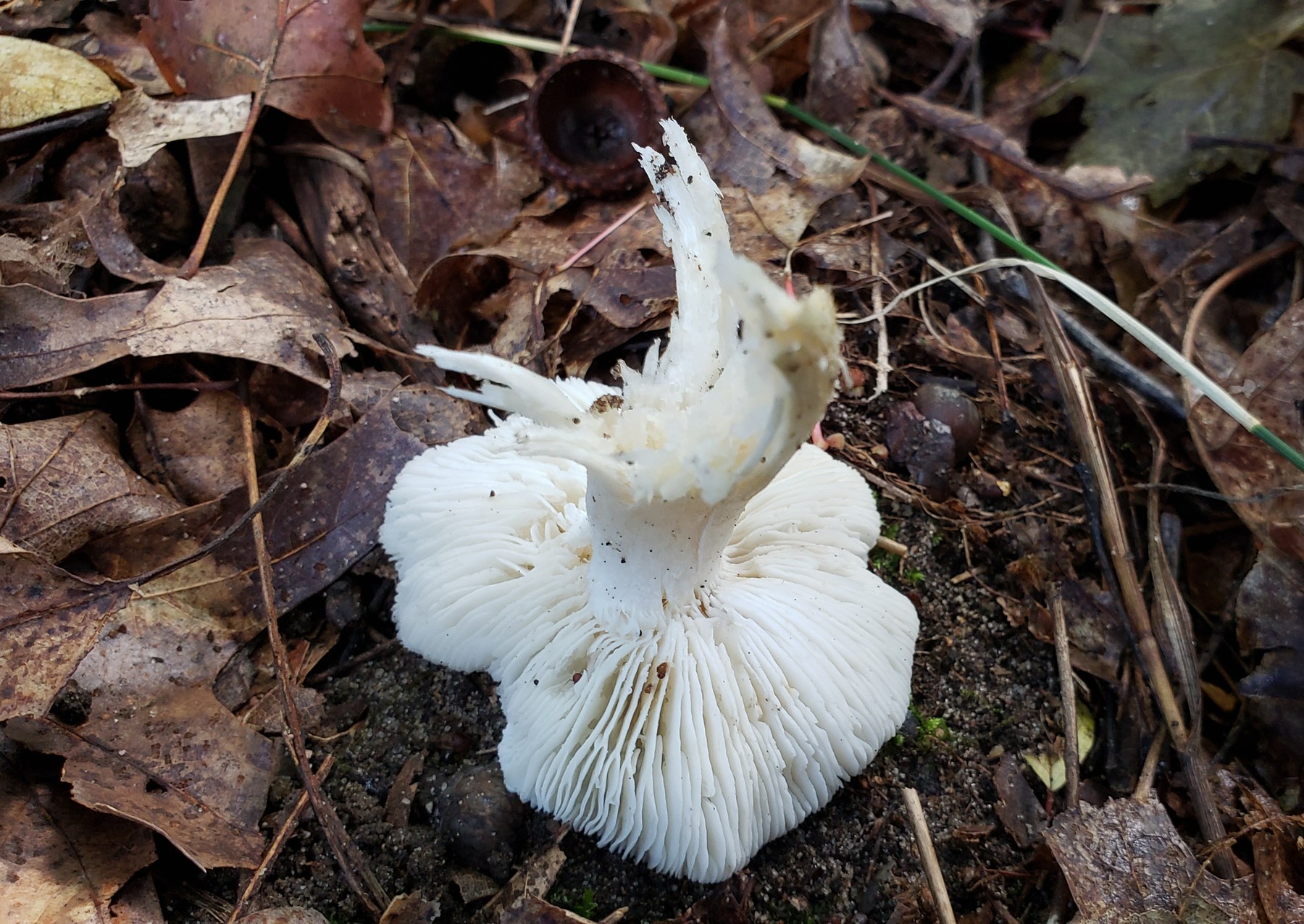 202010051303002 white gilled mushroom (Inocybe) - Oakland Co,MI.jpg