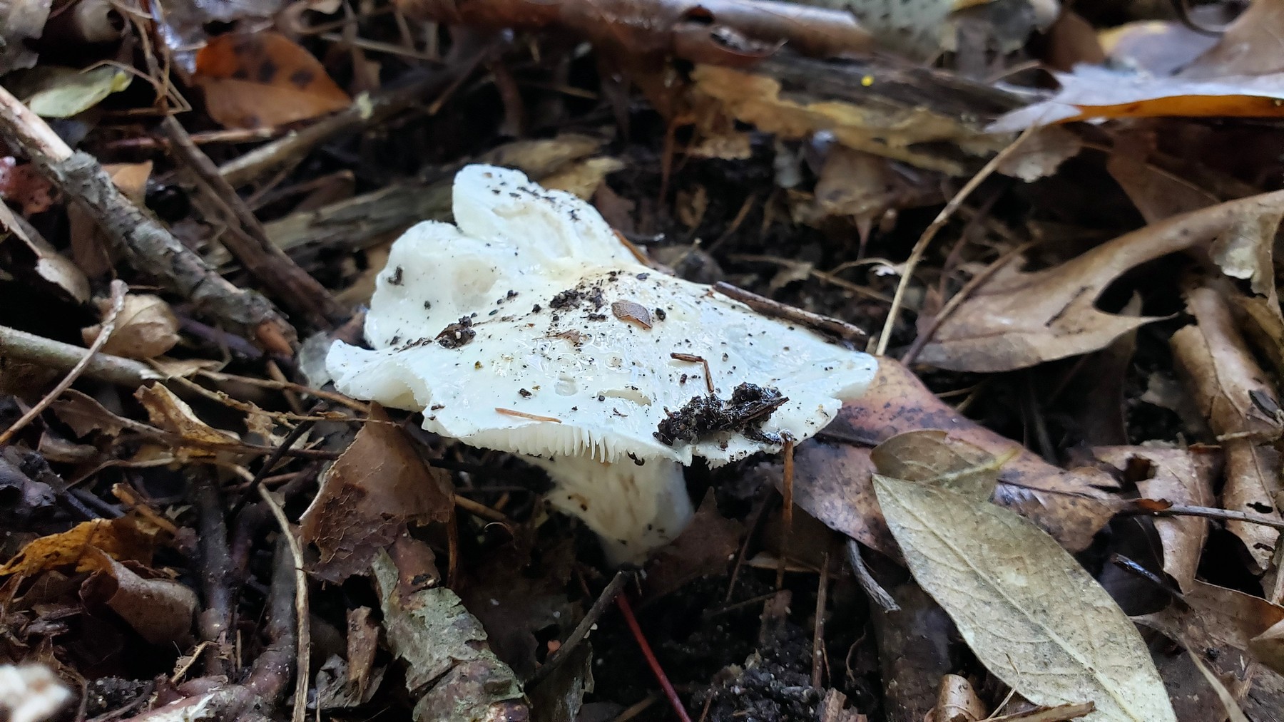 202010051303003 white gilled mushroom (Inocybe) - Oakland Co,MI.jpg