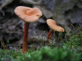 Xeromphalina campanella/200408011953 Orange Gill Mushrooms (Xeromphalina campanella) - Bob's Lot - Manitoulin.JPG