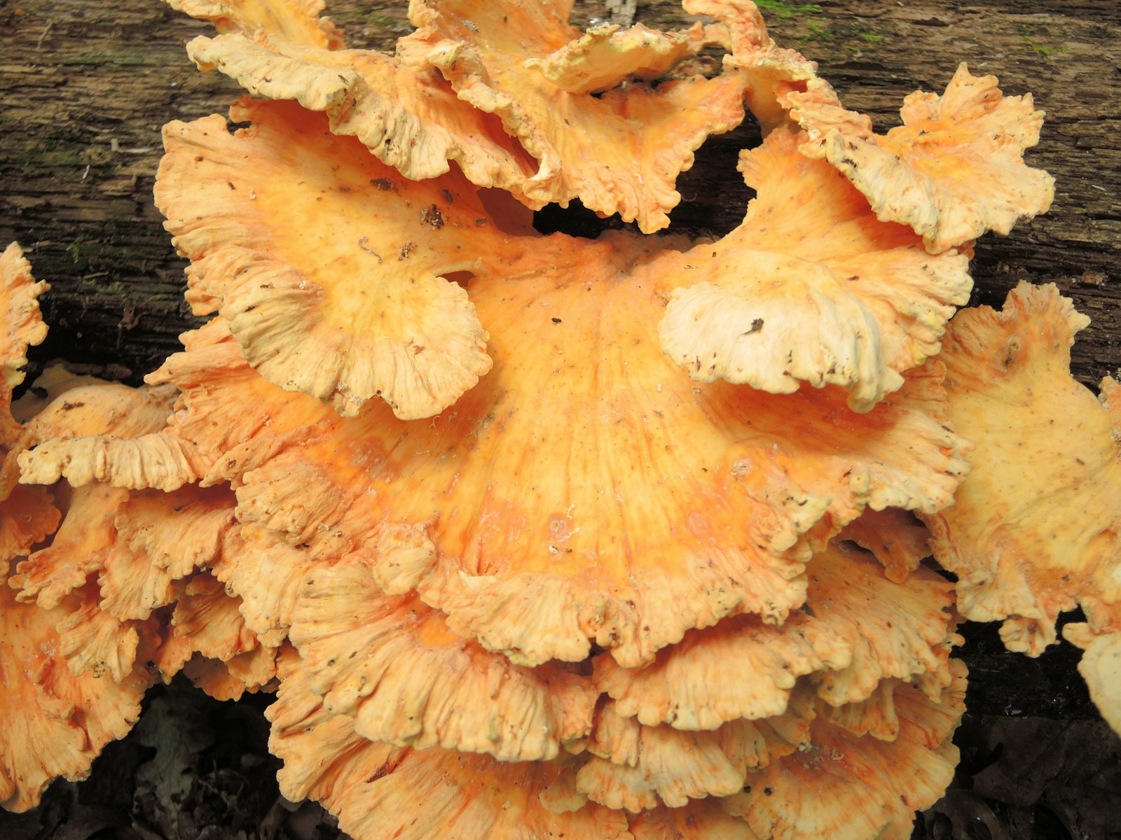 201308181424002 Chicken of the Woods (Laetiporus sulphureus) - Bald Mountain RA, Oakland Co, MI.JPG