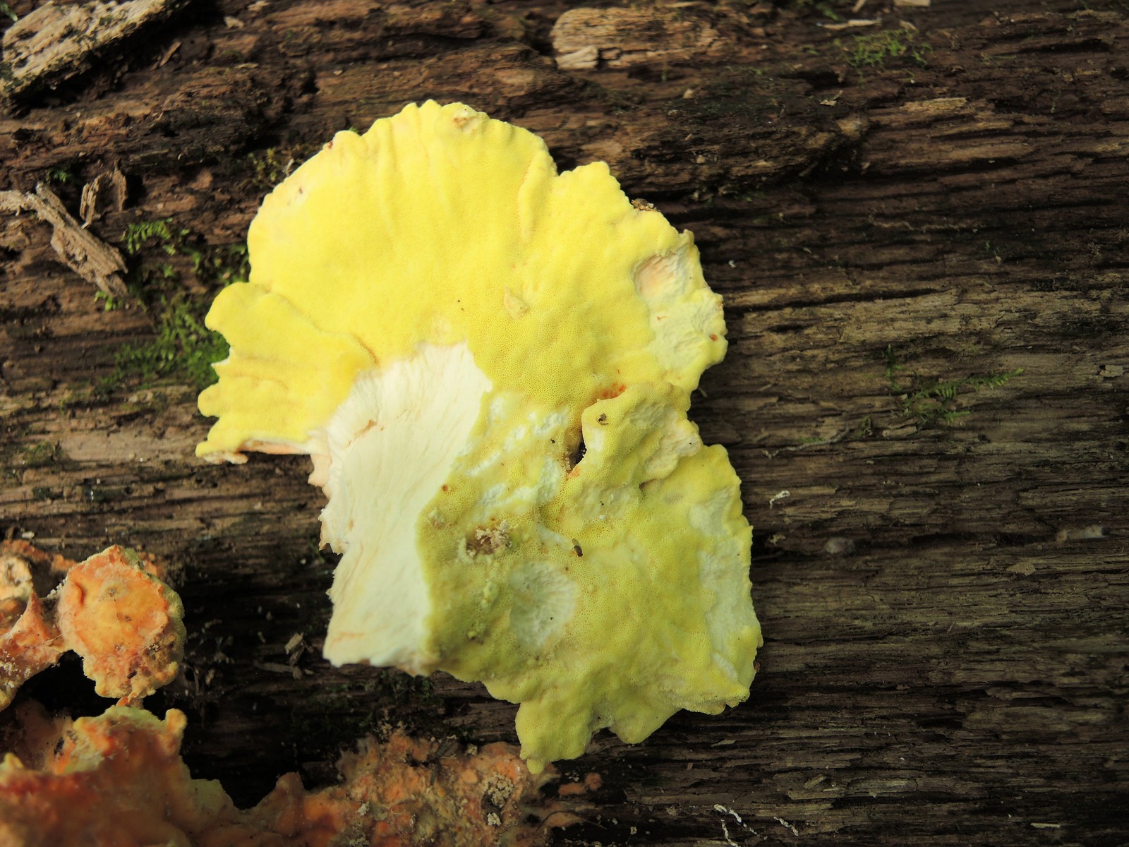 201308181424003 Chicken of the Woods (Laetiporus sulphureus) underside - Bald Mountain RA, Oakland Co, MI.JPG