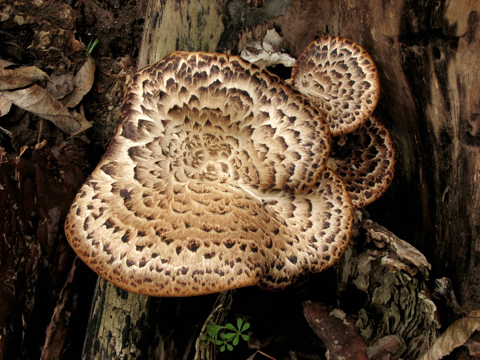 2008050117464913 Dryad's Saddle (Polyporus squamosus) - Clinton River, Oakland Co.JPG