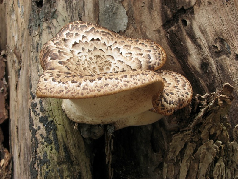 2008050117471314 Dryad's Saddle (Polyporus squamosus) - Clinton River, Oakland Co.JPG