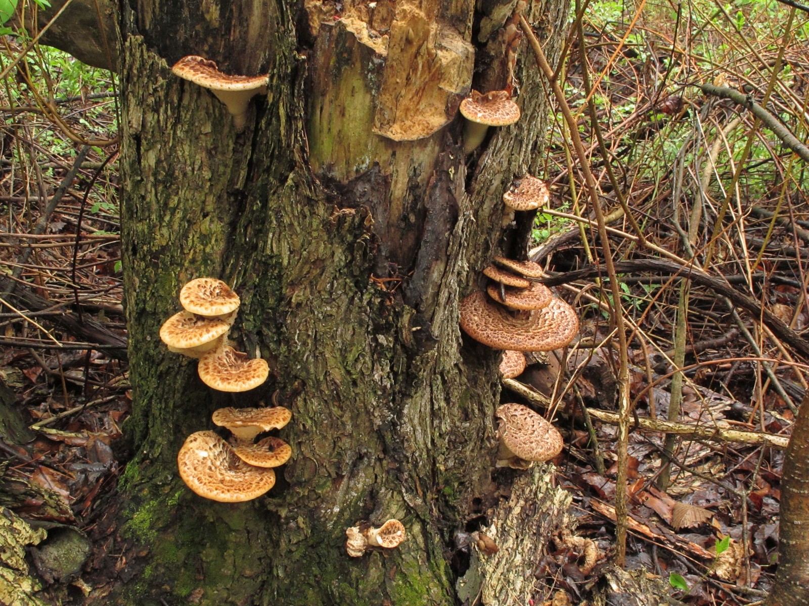 20100425144401 Dryad's Saddle (Polyporus squamosus) - Bald Mountain RA, Oakland Co, MI.JPG