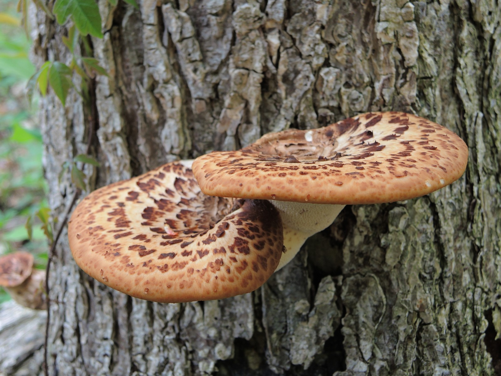 201305111559063 Dryad's Saddle (Polyporus squamosus) - Bald Mountain RA, Oakland Co.JPG