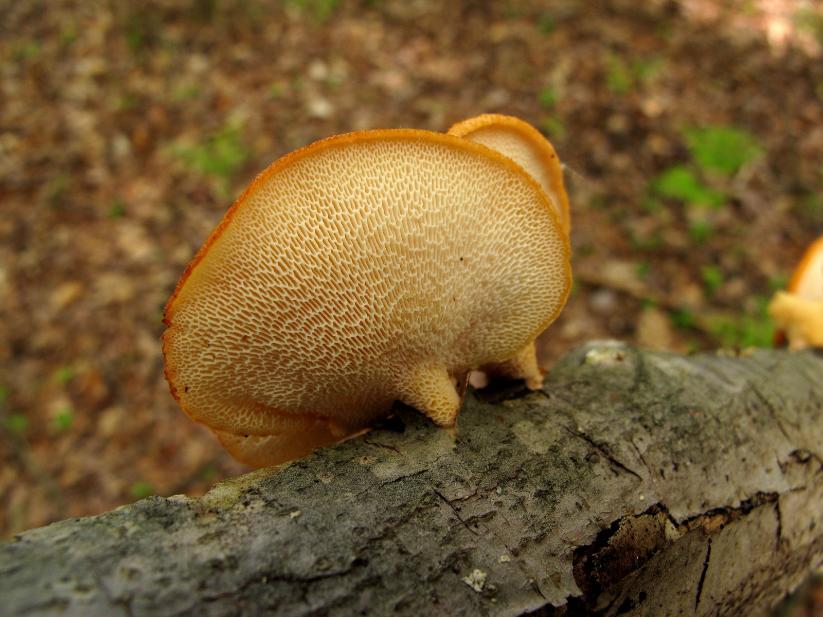 20100515122227 Hexagonal-Pored Polypore (Favolus alveolaris aka Polyporus mori) orange bracket mushrooms - Isabella Co, MI.JPG