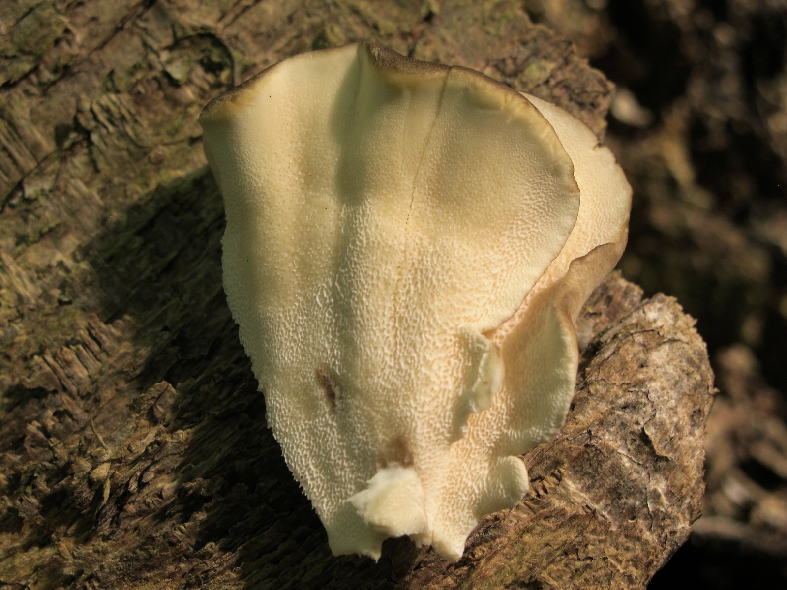 201209021337057 Velvet-top fungus aka Dyer's Polypore (Phaeolus schweinitzii) on rotting tree - Bald Mountain R.A., Oakland Co, MI.JPG