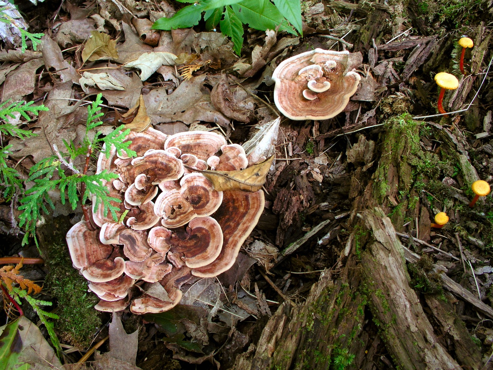 200509039348 Zonate Tooth Fungus (Hydnellum concrescens) - Bob's Lot, Manitoulin.jpg