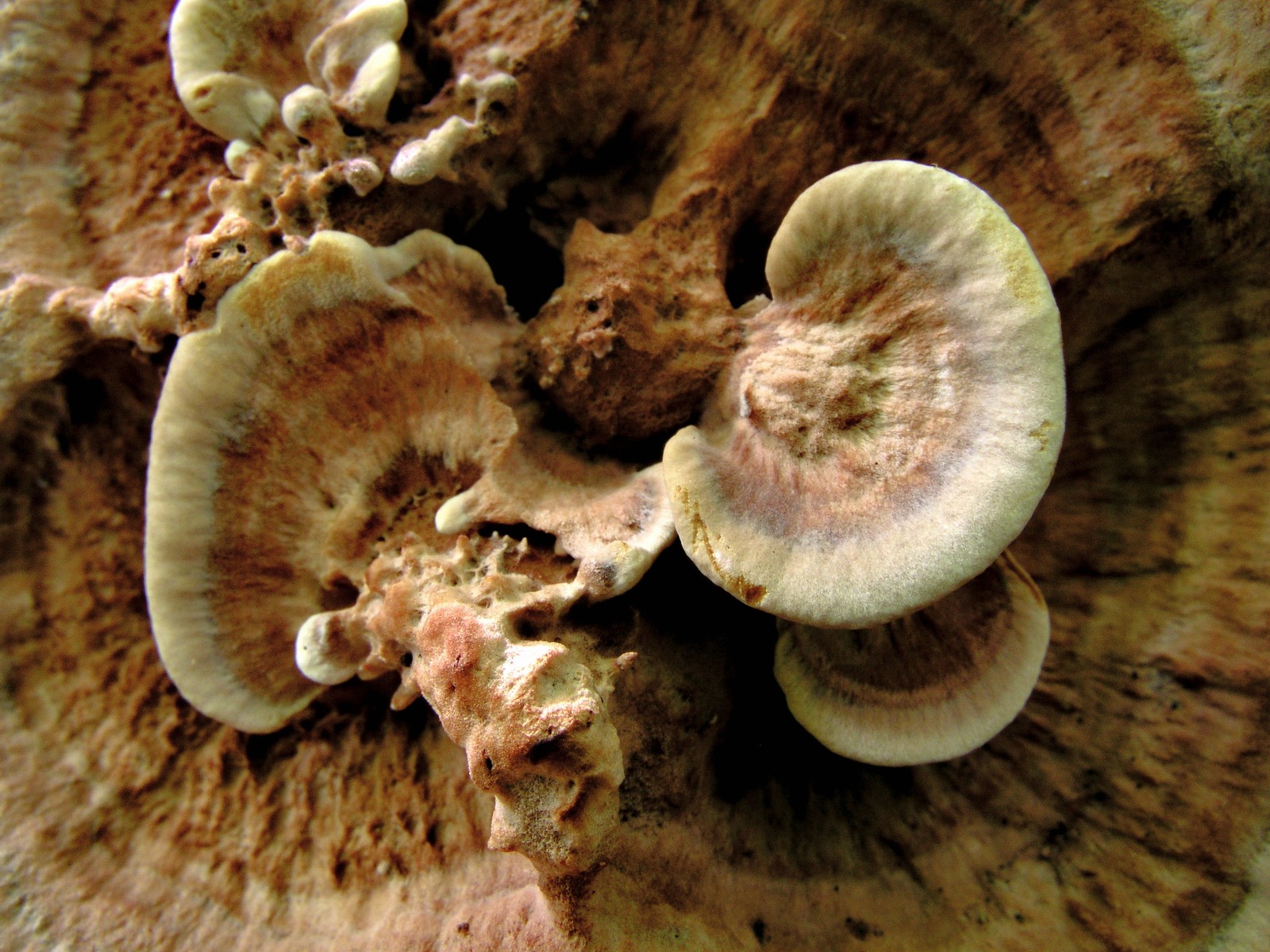 200509039356 Zonate Tooth Fungus (Hydnellum concrescens) - Bob's Lot, Manitoulin.jpg