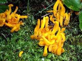 200207280131 yellow fungus.JPG