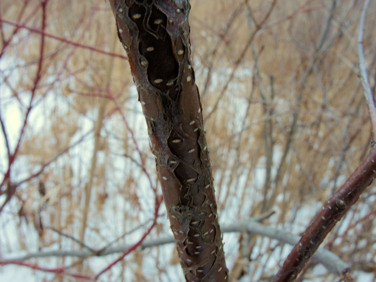 201501241622034 European aka Black Alder (Alnus glutinosa)  - Bald Mountain RA, Oakland Co, MI.JPG