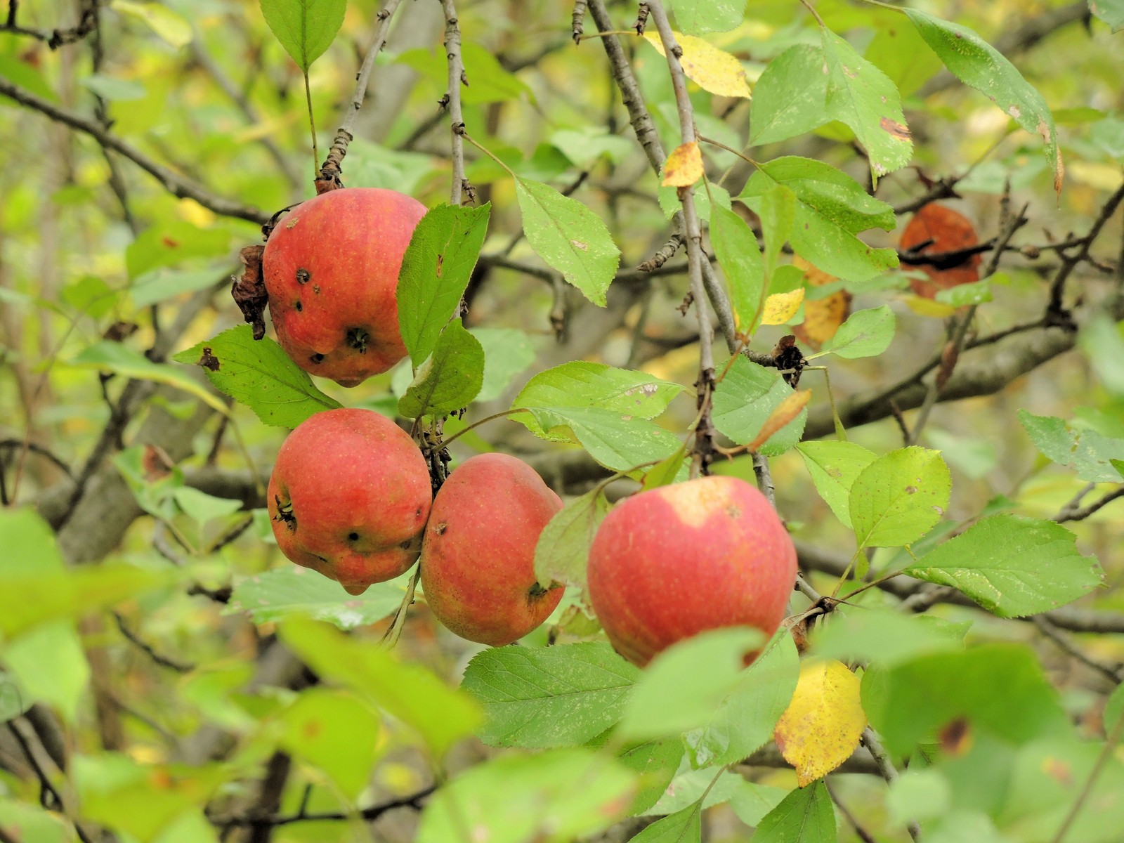 201510041354582968 Apples (Malus spp.) with red fruits - Bald Mountain R.A., Oakland Co, MI.JPG