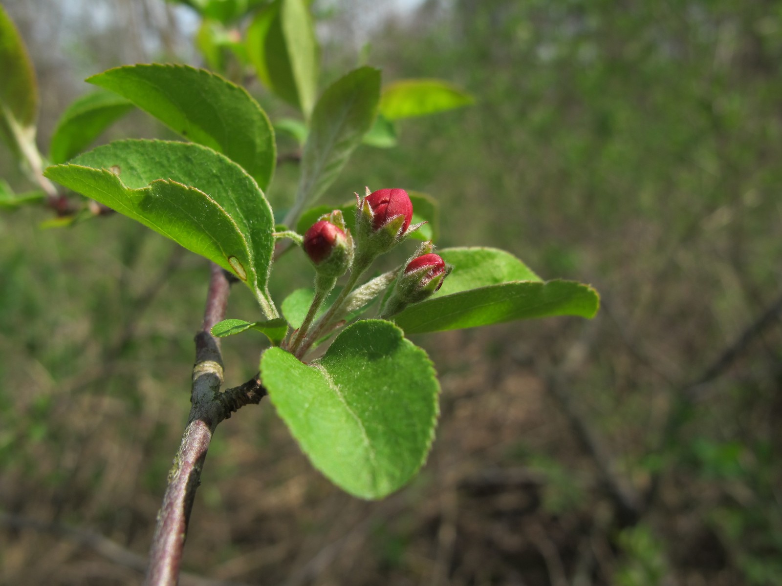 20100414150508 Crabapple (Malus spp.) flower buds - Bald Mountain RA, Oakland Co, MI.JPG