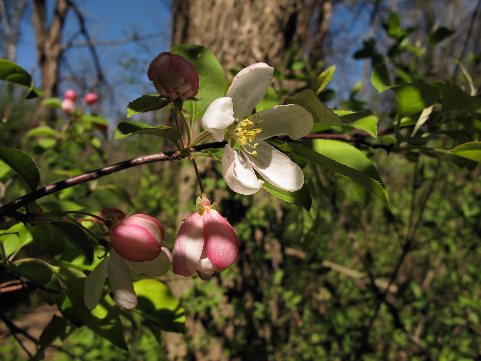 20100427154007 Crabapple (Malus spp.) white flower - Bald Mountain RA, Oakland Co, MI.JPG