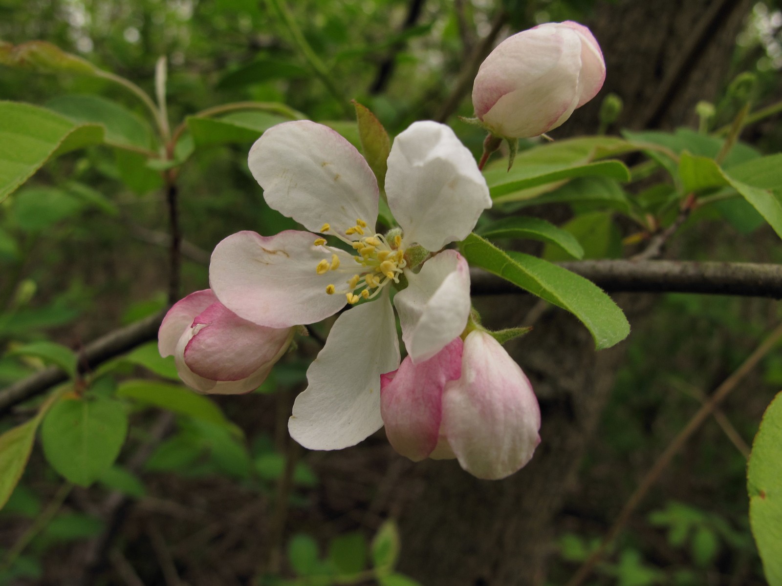 20100429132203 Crabapple (Malus spp.) white flower - Bald Mountain RA, Oakland Co, MI.JPG