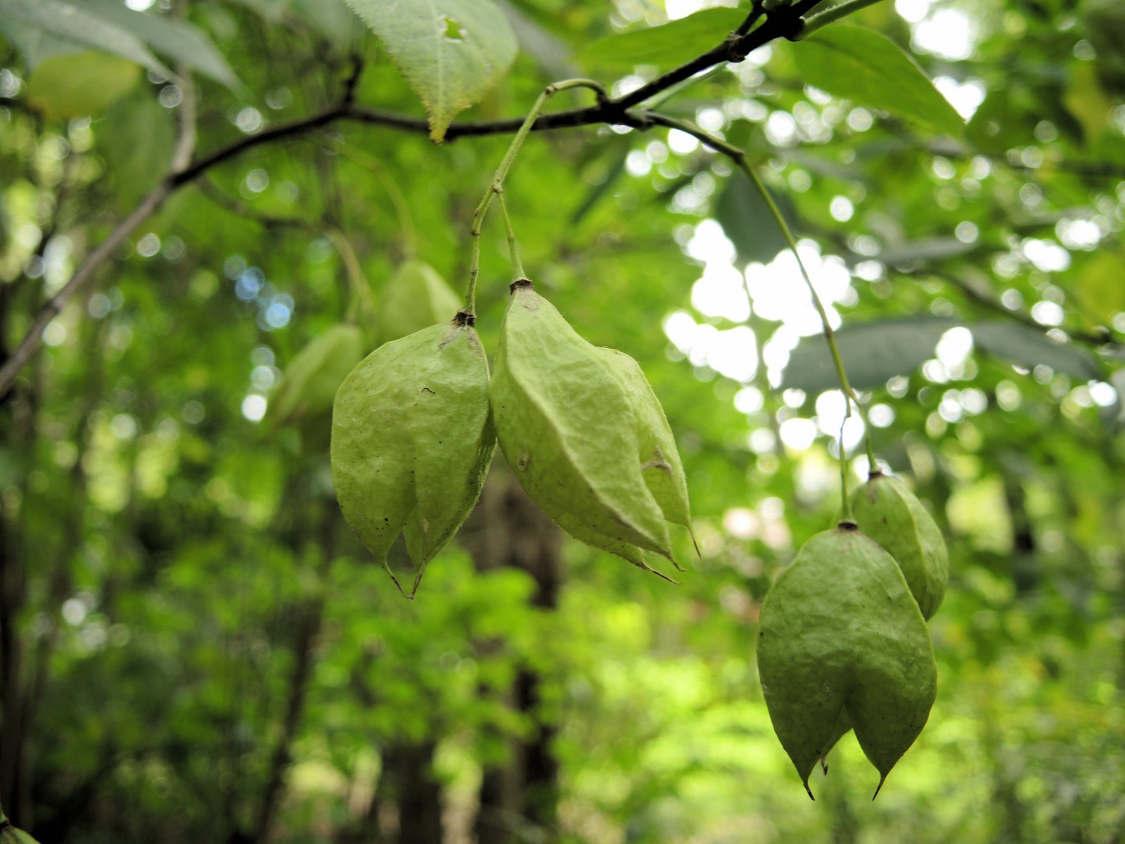 201309221559009 American Bladdernut (Staphylea trifolia) - Oakland Co, MI.JPG