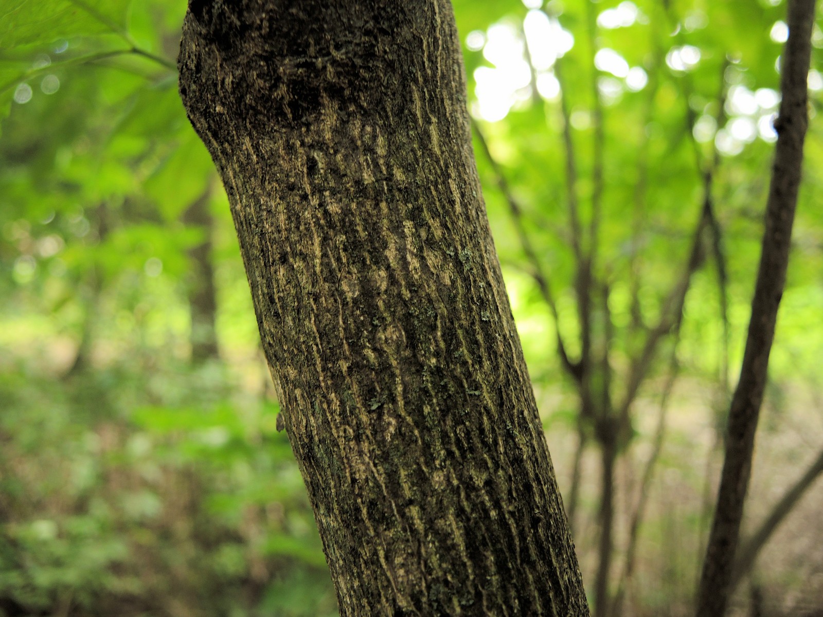 201309221559019 American Bladdernut (Staphylea trifolia) - Oakland Co, MI.JPG