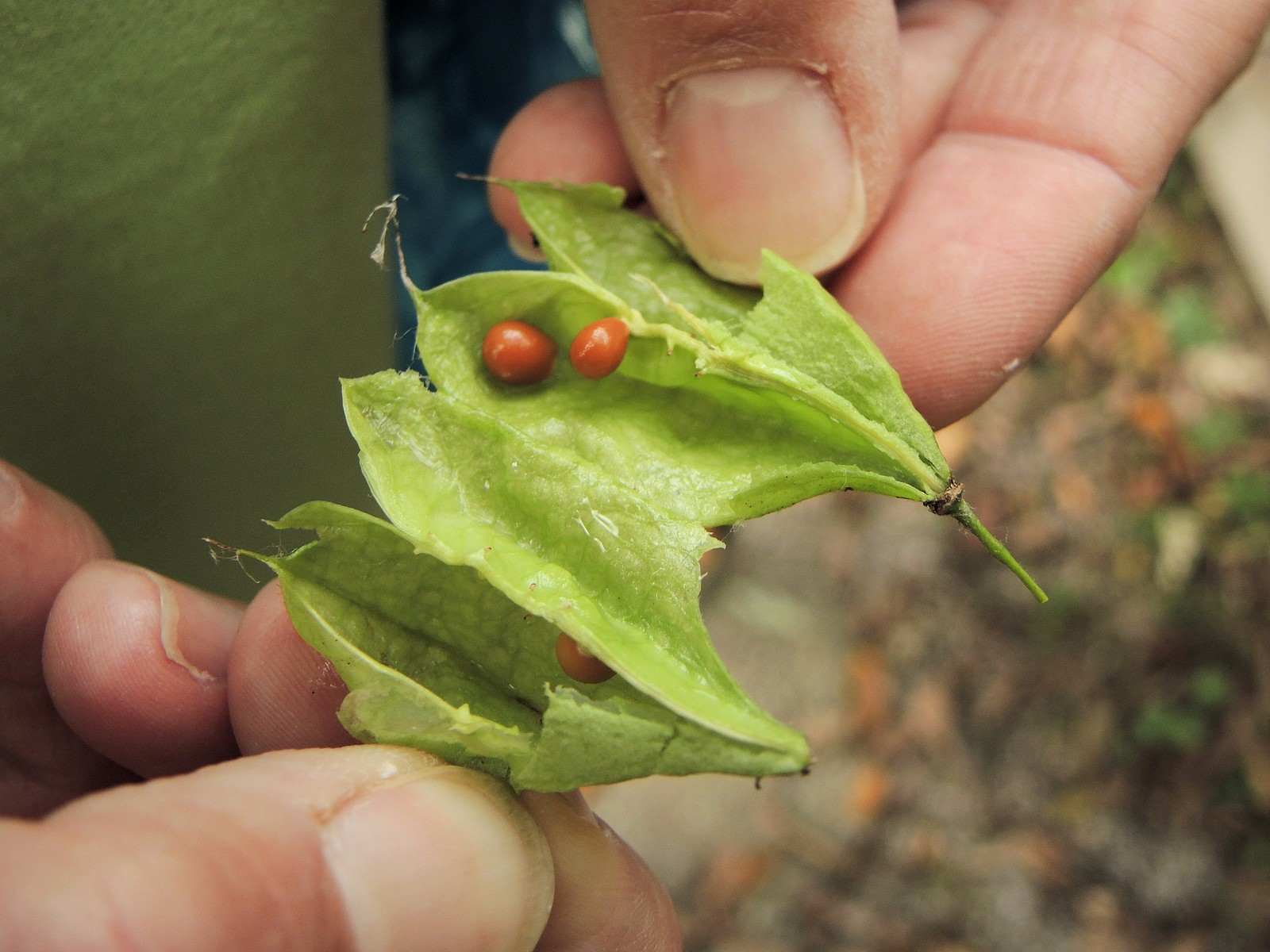 201309221601022 American Bladdernut (Staphylea trifolia) - Oakland Co, MI.JPG