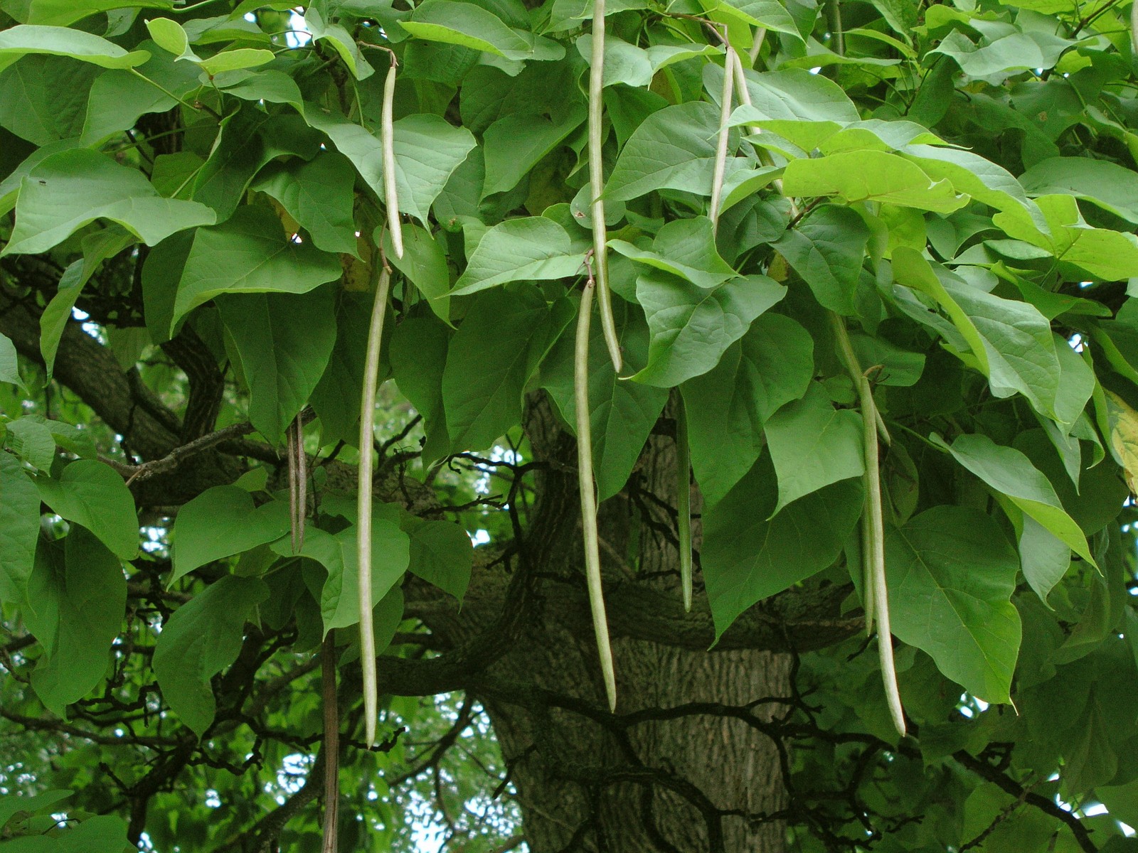 200508199111 Northern Catalpa tree (Catalpa speciosa) - Wayne Co.jpg