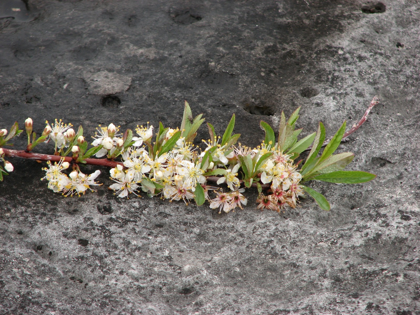 200905281341113 Sand Cherry (Prunus pumila) - Misery Bay NP, Manitoulin Island.JPG