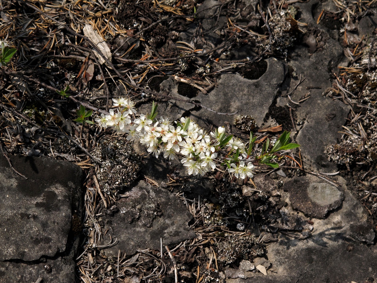 201106031245063  Sand Cherry (Prunus pumila) white flowers - Manitoulin Island, ON.JPG