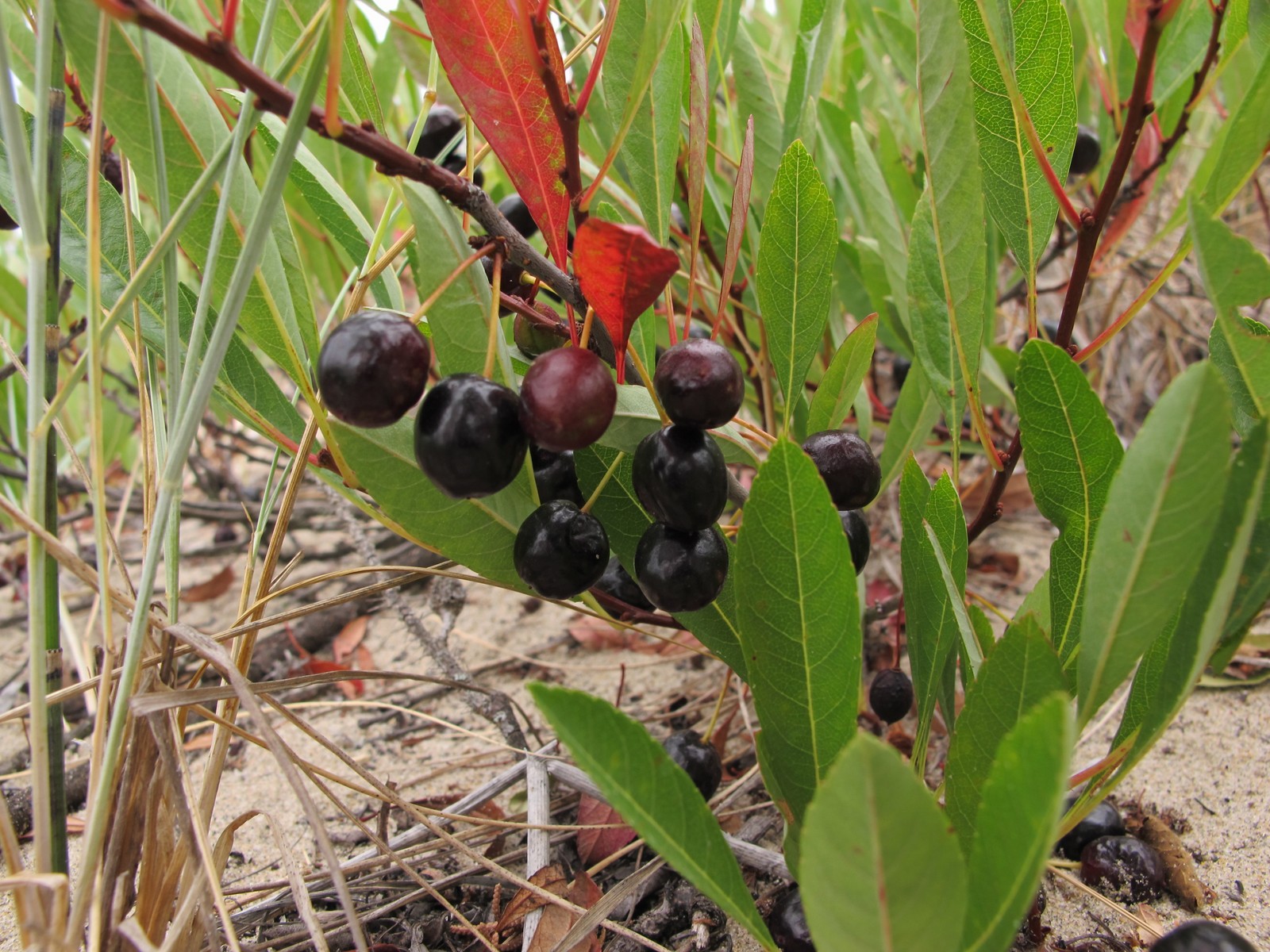 201207251258047 Sand Cherry (Prunus pumila) with dark red berries - Providence Bay, Manitoulin.JPG