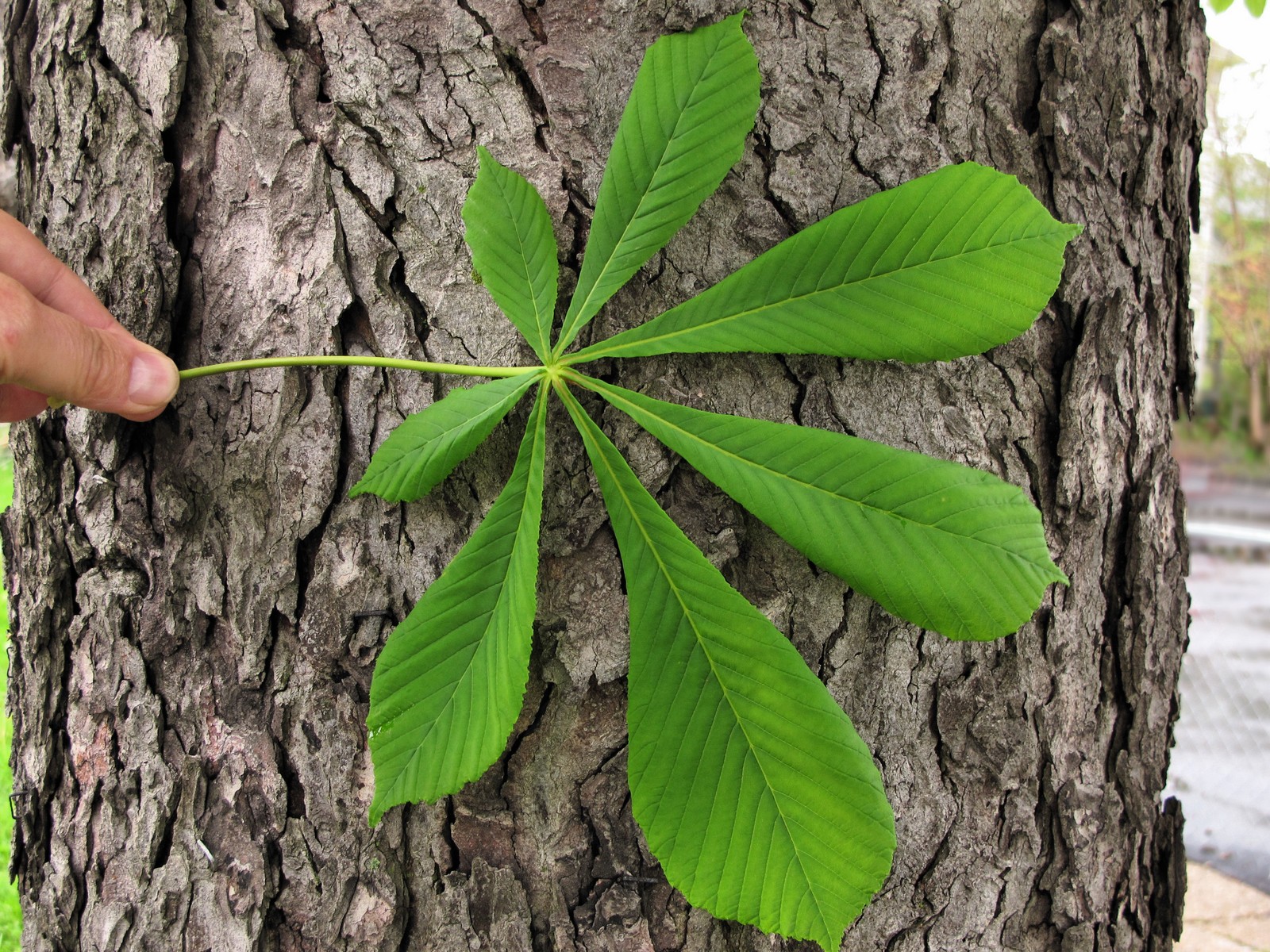 201105181805007 Horse Chestnut tree (Aesculus hippocastanum) - Detroit, Wayne Co.JPG