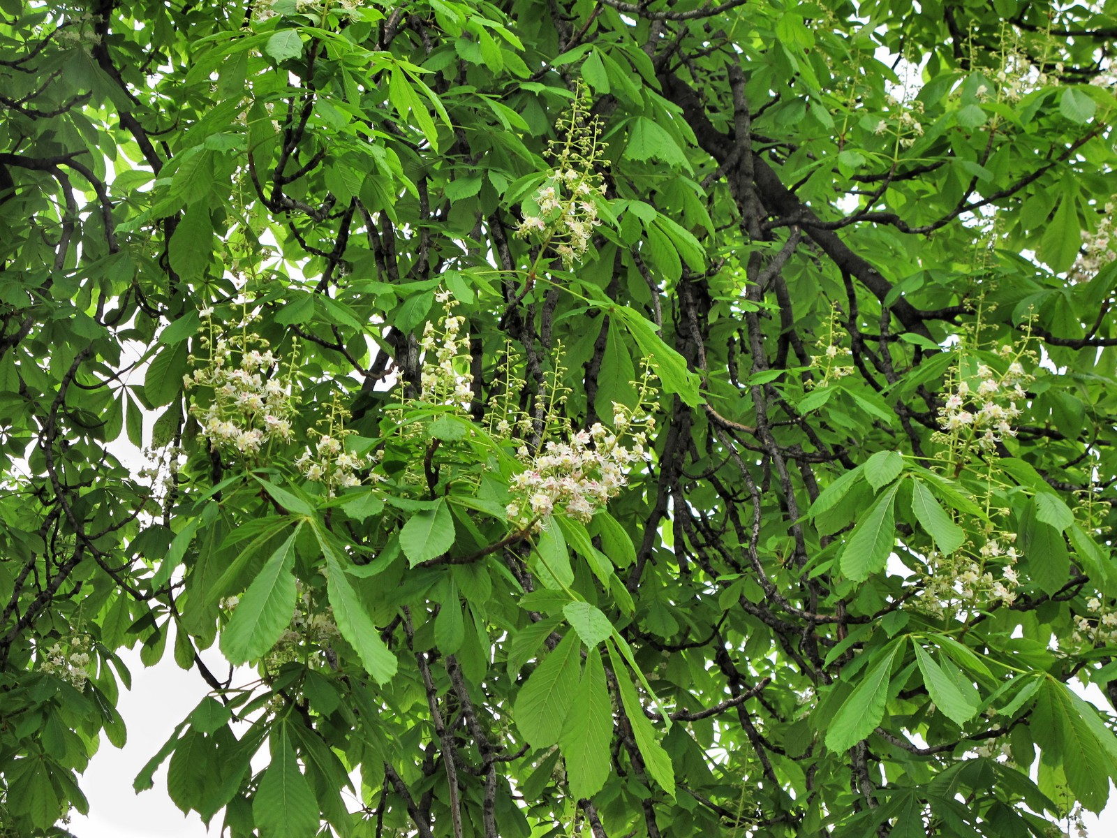 201105181805010 Horse Chestnut tree (Aesculus hippocastanum) - Detroit, Wayne Co.JPG