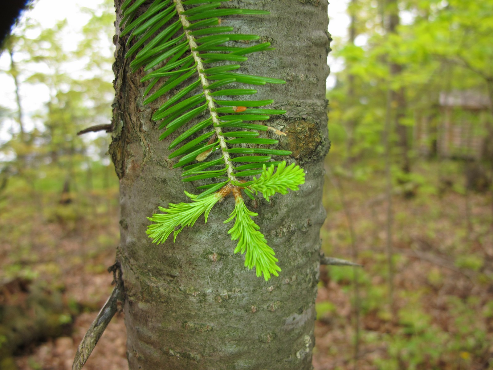 201105291945099  Balsam Fir (Abies balsamea) - Manitoulin Island, ON.JPG