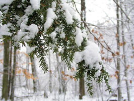 Eastern Hemlock/200602050327 Eastern Hemlock (Tsuga canadensis) - Isabella Co.JPG