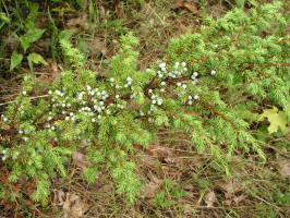 Juniper/200507267734 Common Juniper (Juniperus communis L.) with Berries - Manitoulin.jpg