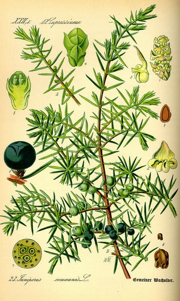 200812 Common Juniper (Juniperus communis) - Thom - Flora von Deutschland, sterreich und der Schweiz.jpg