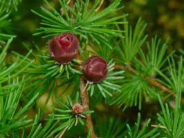 Tamarack/200206161102 Tamarack flower Cone.jpg