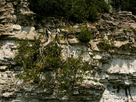 White Cedar/200206010828 upside down Northern White Cedar (Thuja occidentalis) - Manitoulin.JPG