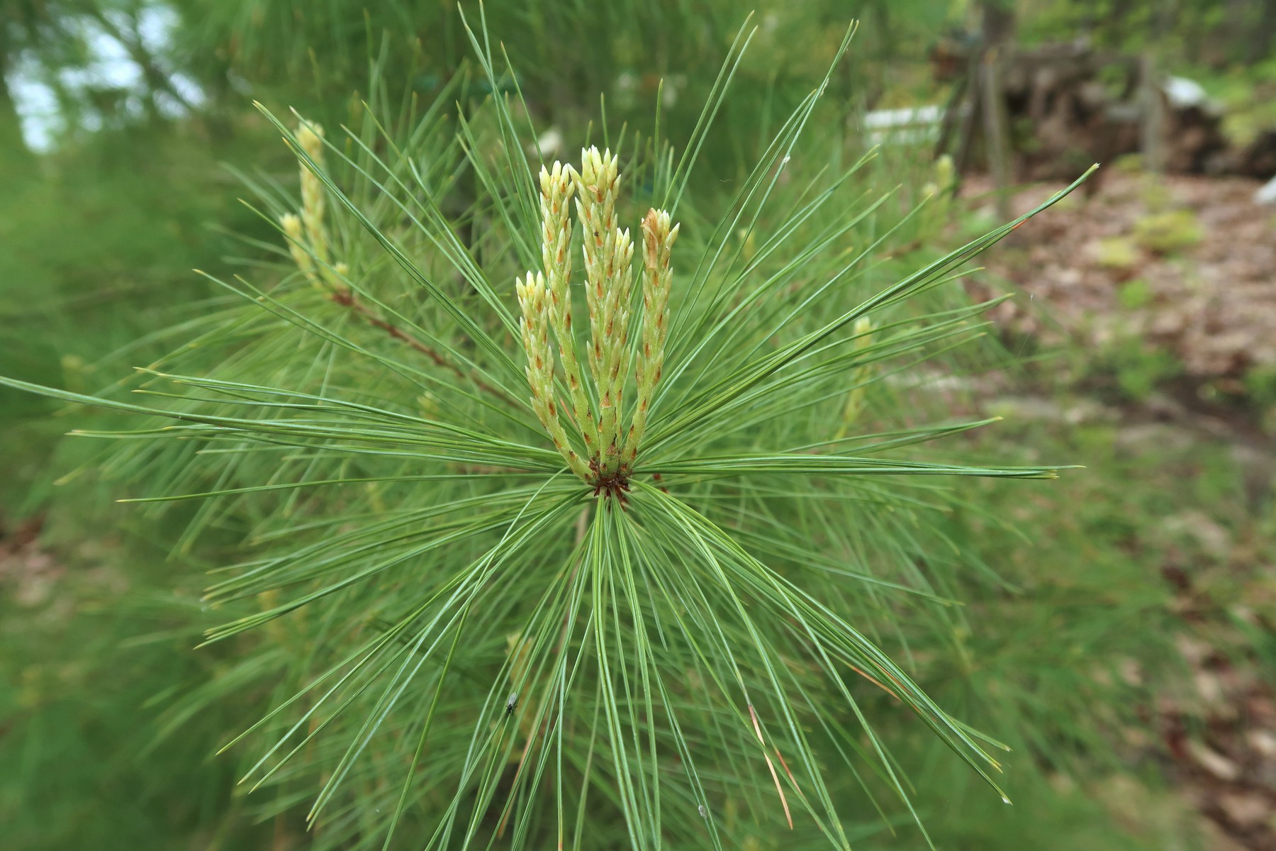 20170531094557046 Eastern White Pine (Pinus strobus) - Manitoulin Island, ON.JPG