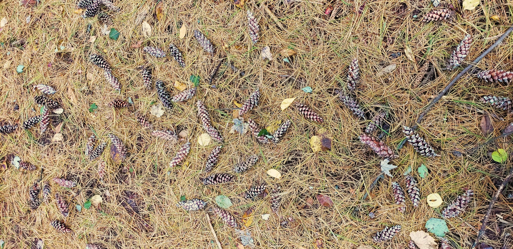 202310111503002 Eastern White Pine Cones (Pinus strobus) - Oakland Co, MI.jpg