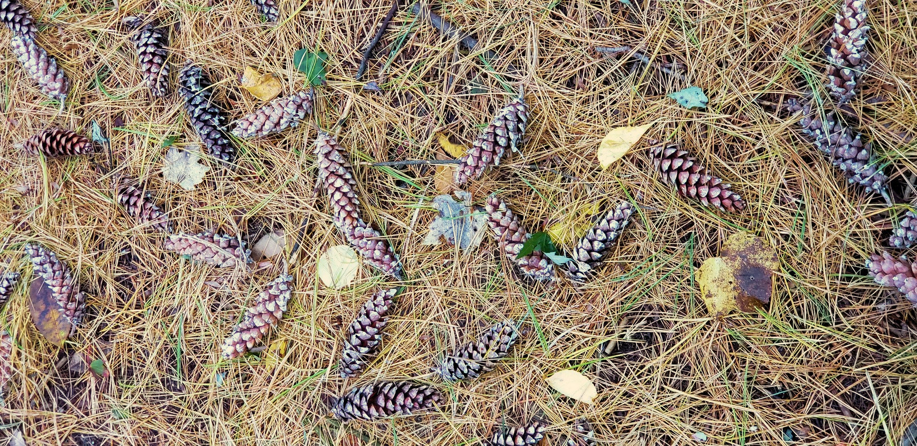 202310111503003 Eastern White Pine Cones (Pinus strobus) - Oakland Co, MI.jpg