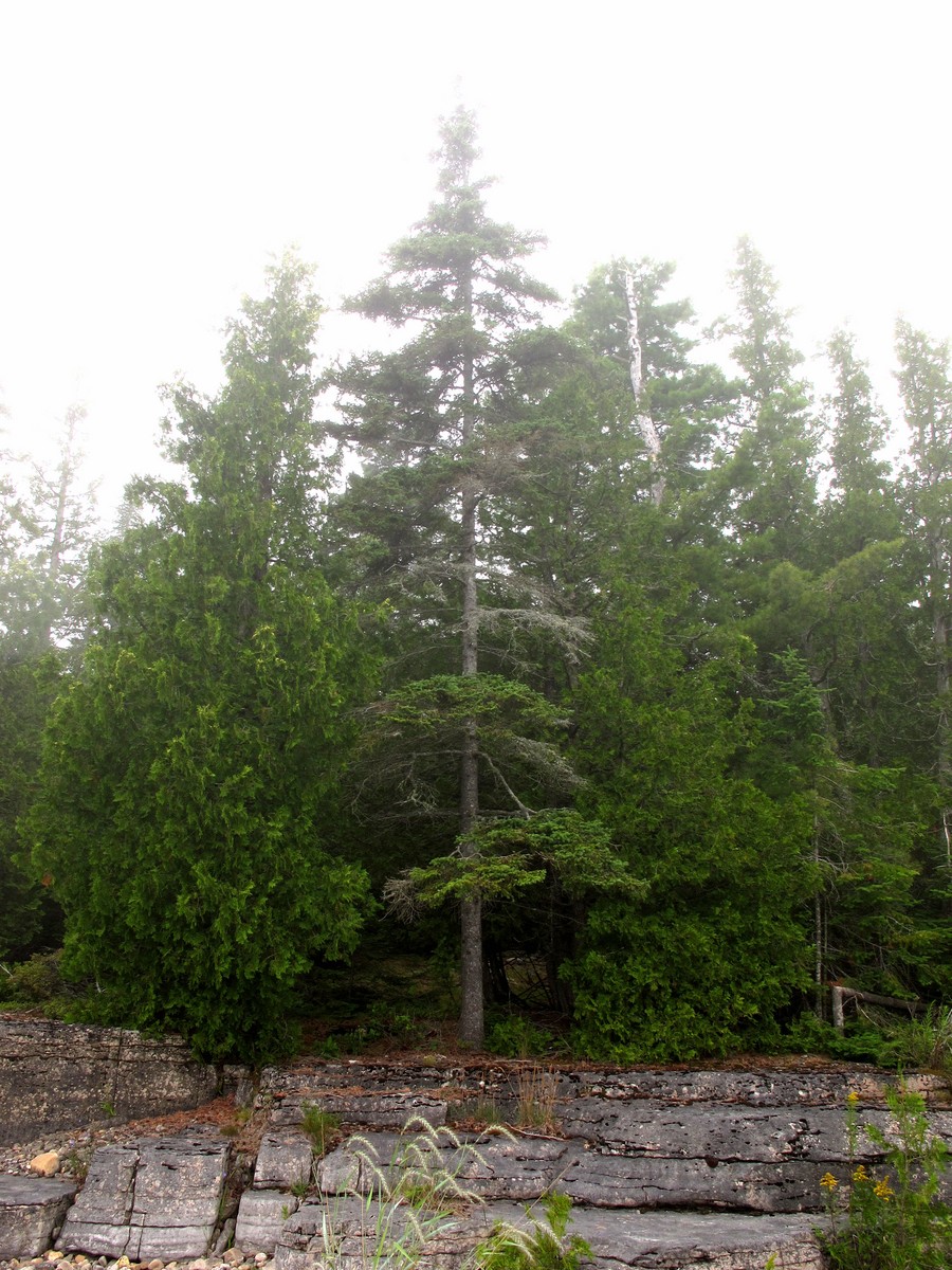 201107281346288 White Spruce (Picea glauca) - Misery Bay NP, Manitoulin Island, ON.JPG