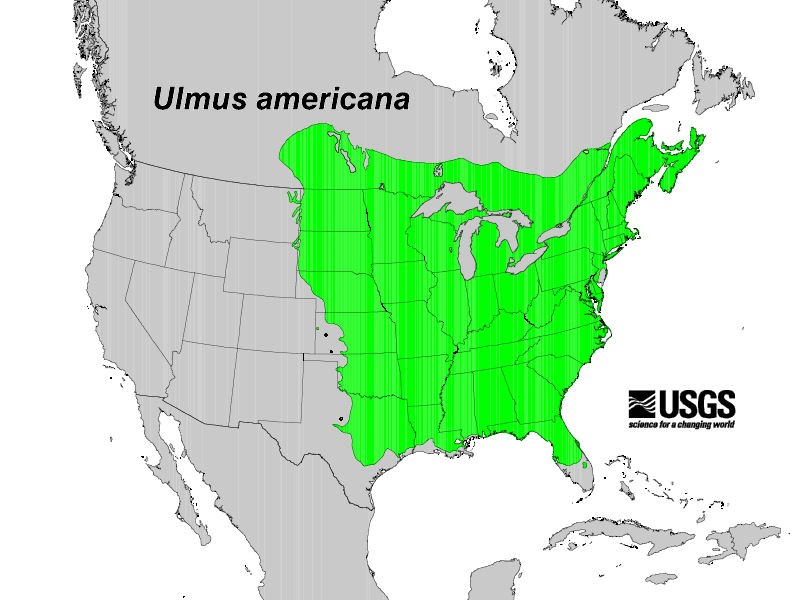 200605 American Elm (Ulmus americana) - USGS Distribution Map.jpg