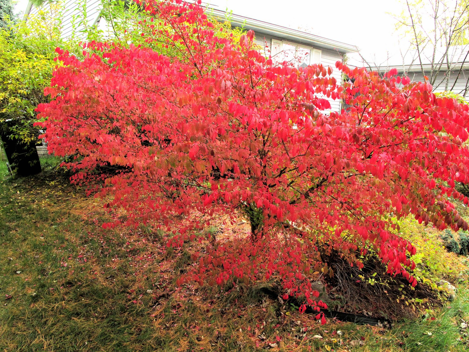 201110291308001 Winged Euonymus or Burning Bush (Euonymus alatus) with red leaves in Fall - Oakland Co, MI.JPG