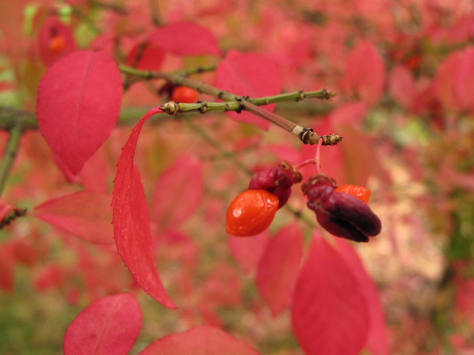 201110291311002 Winged Euonymus or Burning Bush (Euonymus alatus) with red leaves in Fall - Oakland Co, MI.JPG