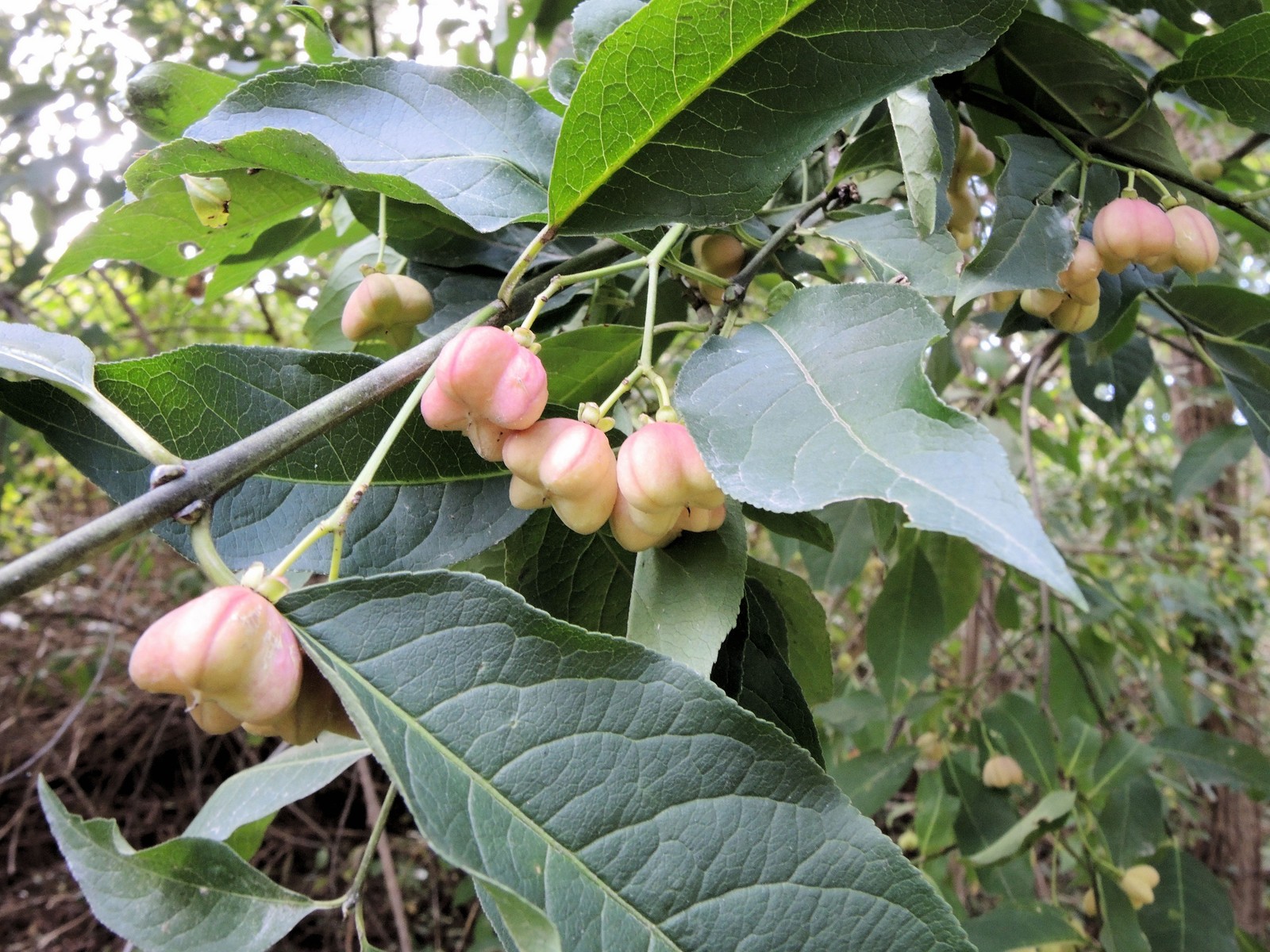 201409141443040 Eastern Wahoo (Euonymus atropurpureus) - Oakland Co, MI.JPG