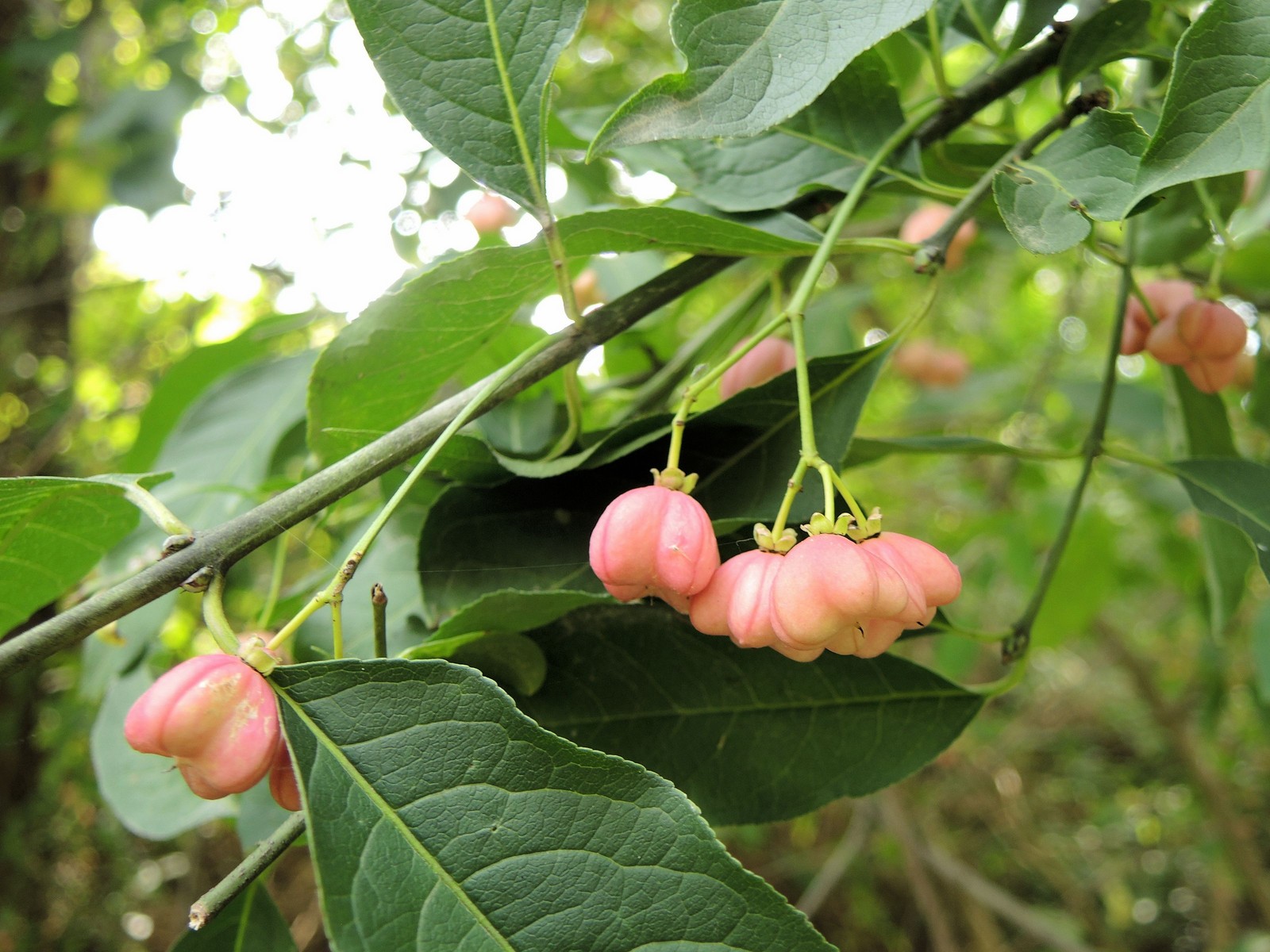 201409201448034 Eastern Wahoo aka Burningbush (Euonymus atropurpureus) - Oakland Co, MI.JPG