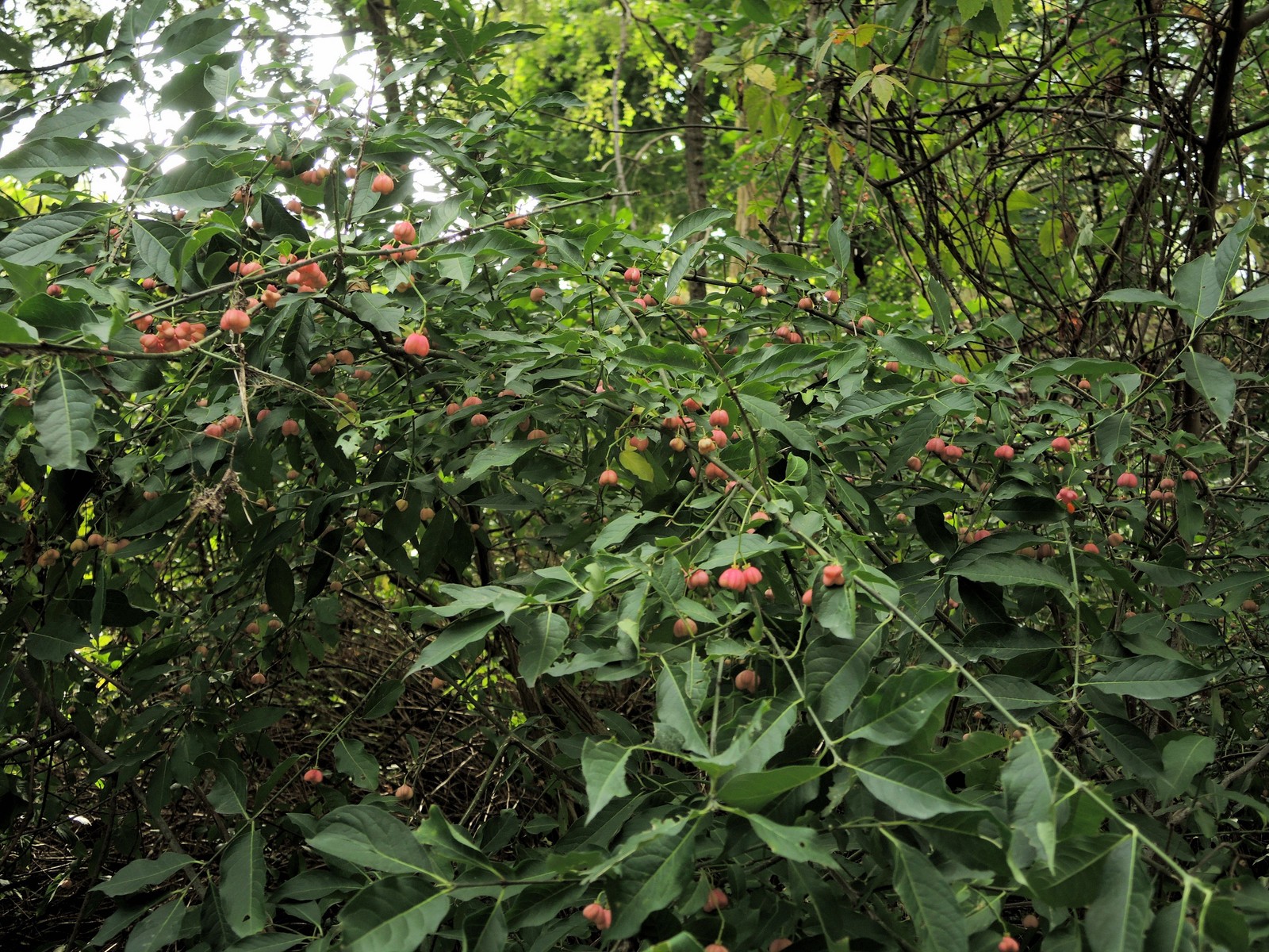 201409201452039 Eastern Wahoo aka Burningbush (Euonymus atropurpureus) - Oakland Co, MI.JPG