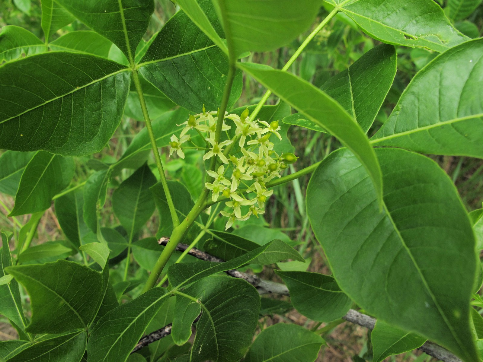 201106121425036  common Hoptree (Ptelea trifoliata) - Point Pelee, ON.JPG